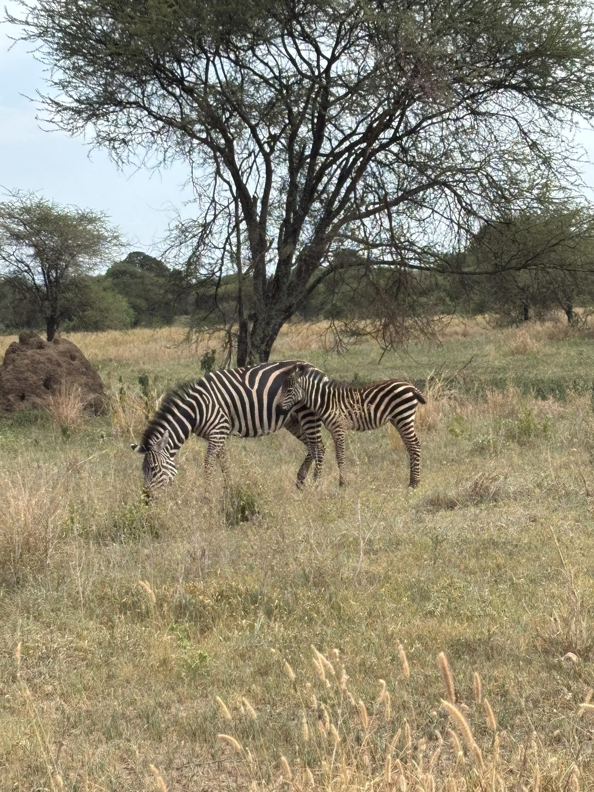 Zebra mother and foal grazing under an acacia in Tarangire